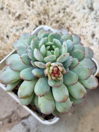Echeveria Star Orange - Зображення 2
