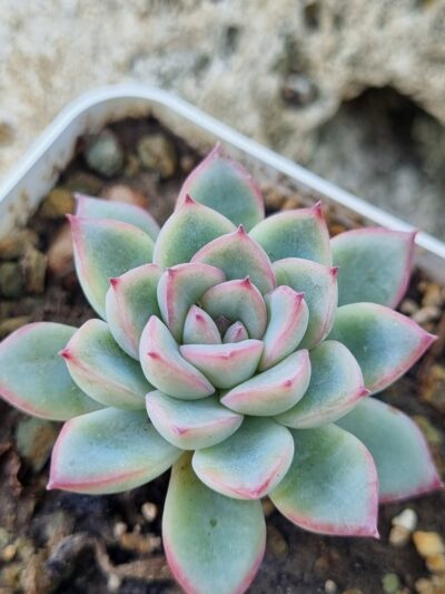 Echeveria Pink Line - Зображення 2