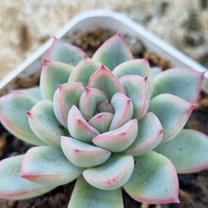 Echeveria Pink Line