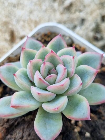 Echeveria Pink Line