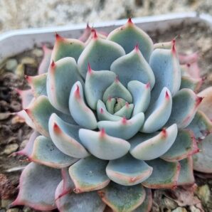 Echeveria Pink Zaragoza