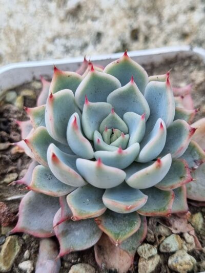 Echeveria Pink Zaragoza
