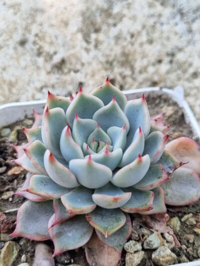 Echeveria Pink Zaragoza - Зображення 2