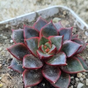Echeveria purpusorum Red