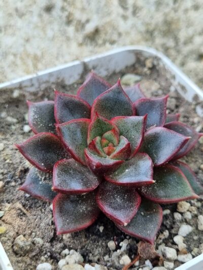 Echeveria purpusorum Red