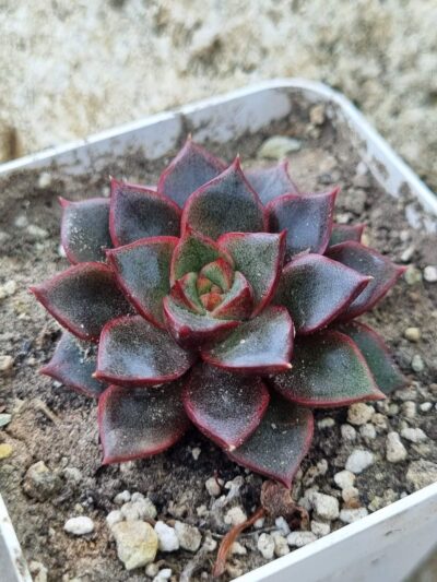 Echeveria purpusorum Red - Зображення 2