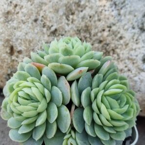 Echeveria Snow Ball