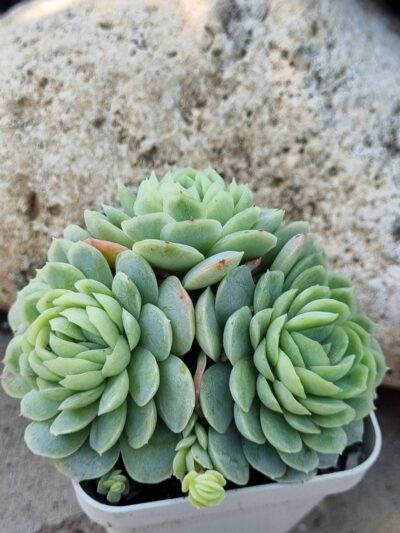 Echeveria Snow Ball