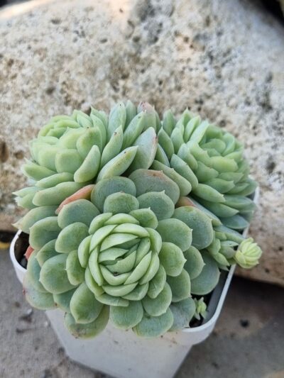 Echeveria Snow Ball - Зображення 2