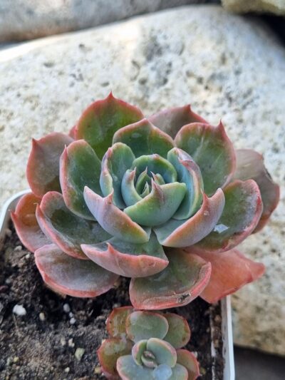 Echeveria Rob Roy - Зображення 2
