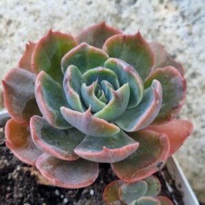 Echeveria Rob Roy