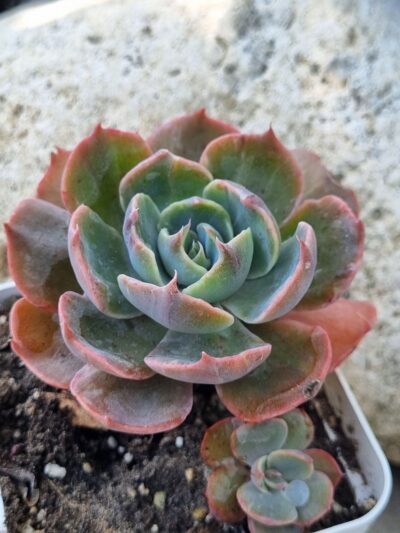 Echeveria Rob Roy
