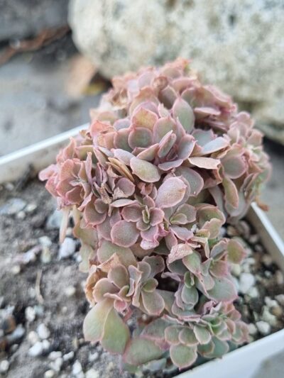 Echeveria Florence cristata - Зображення 2