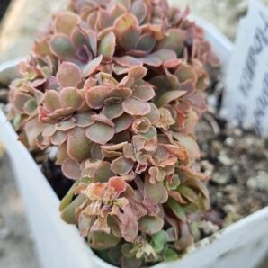 Echeveria Florence cristata