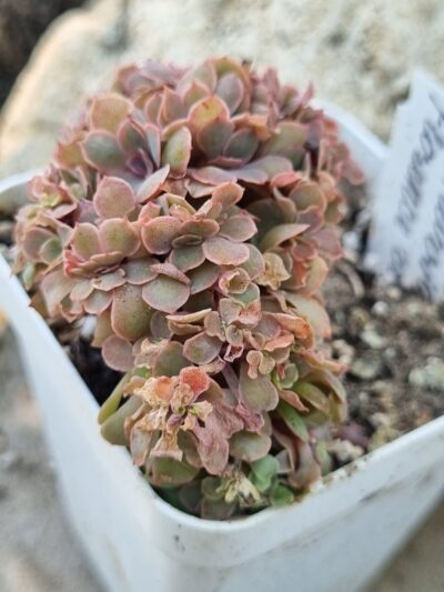 Echeveria Florence cristata