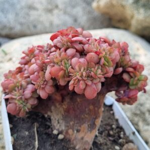Echeveria Briar Rose cristata