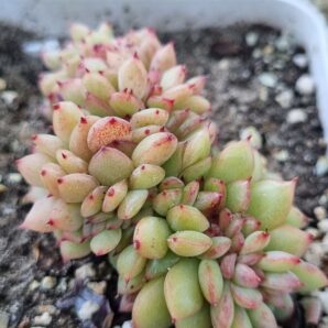 Echeveria Red King cristata Korean