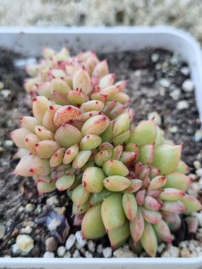 Echeveria Red King cristata Korean
