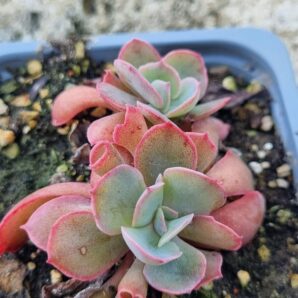 Echeveria Trumpet Pinky cristata