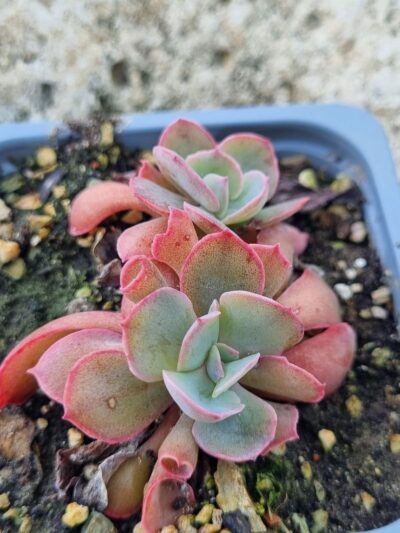 Echeveria Trumpet Pinky cristata