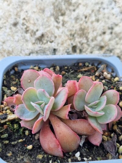 Echeveria Trumpet Pinky cristata - Зображення 2