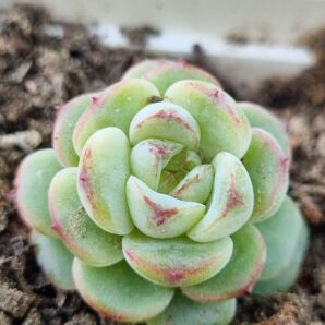 Echeveria Red Velvet