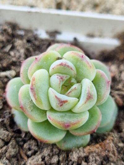 Echeveria Red Velvet