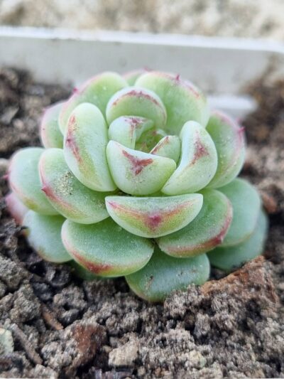 Echeveria Red Velvet - Зображення 2