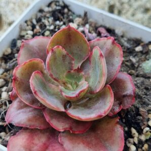 Echeveria Red Prince