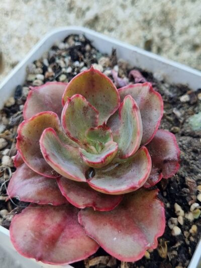 Echeveria Red Prince