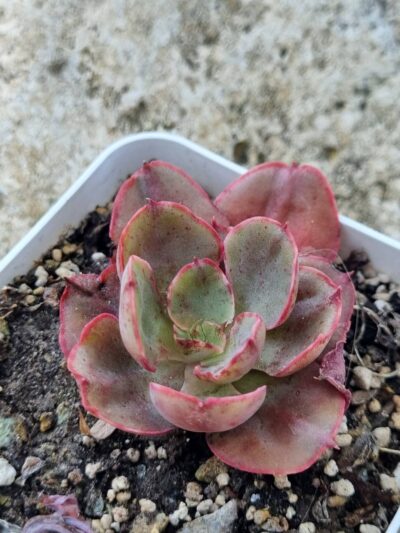 Echeveria Red Prince - Зображення 2