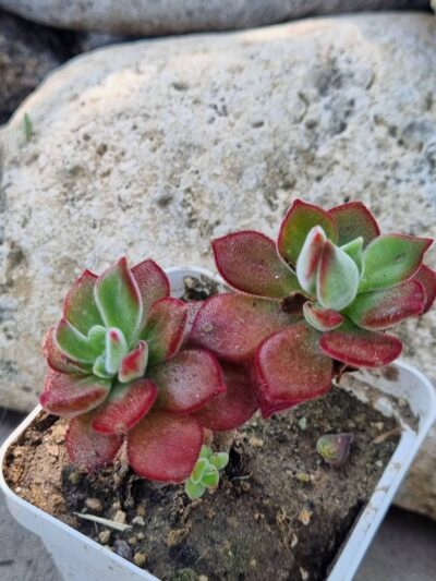 Echeveria Devotion Ruby - Зображення 2