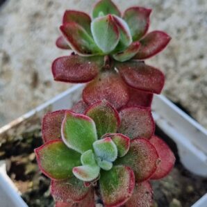 Echeveria Devotion Ruby