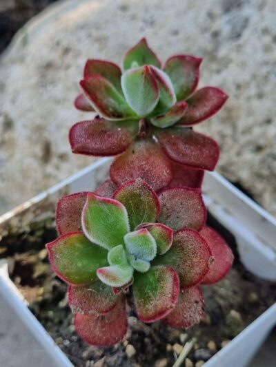 Echeveria Devotion Ruby