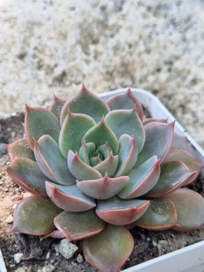 Echeveria Dark Ice - Зображення 2