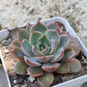 Echeveria Dark Ice