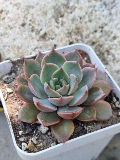 Echeveria Dark Ice