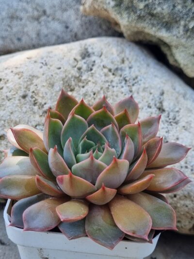 Echeveria Dark Ice - Зображення 2