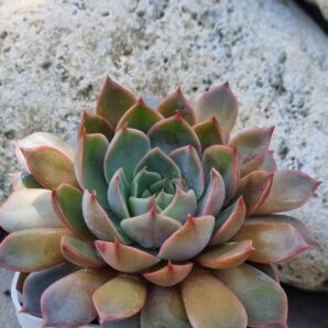 Echeveria Dark Ice