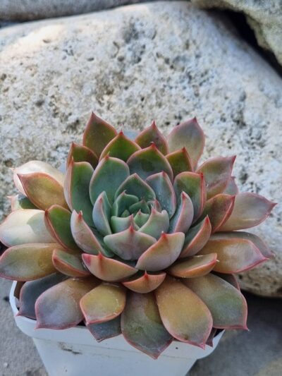 Echeveria Dark Ice