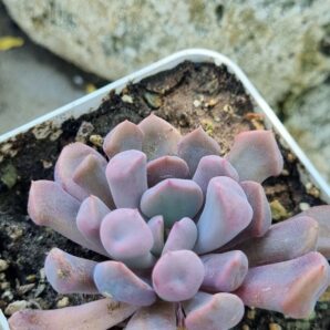 Echeveria Cupidon