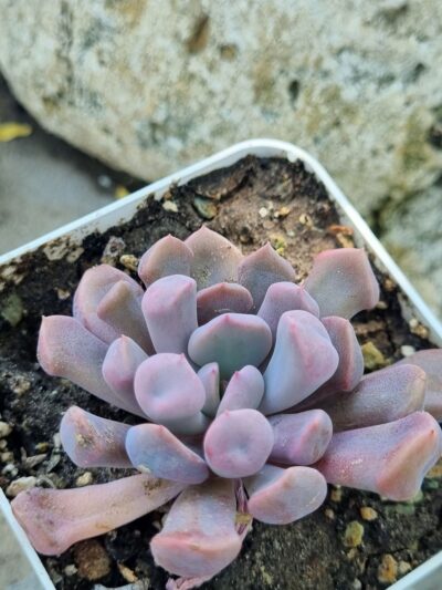 Echeveria Cupidon