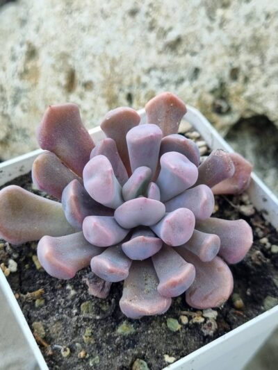 Echeveria Cupidon - Зображення 2