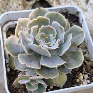 Echeveria Schaviana Mexican Hens