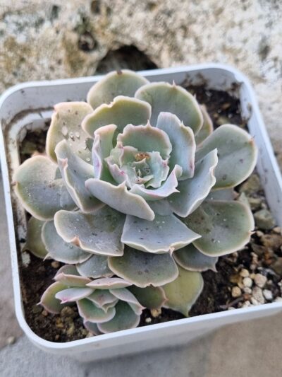 Echeveria Schaviana Mexican Hens