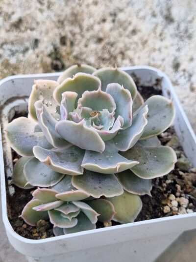 Echeveria Schaviana Mexican Hens - Зображення 2