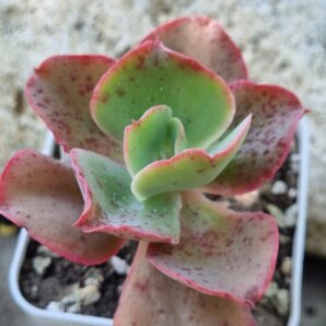 Echeveria Japan Moon River