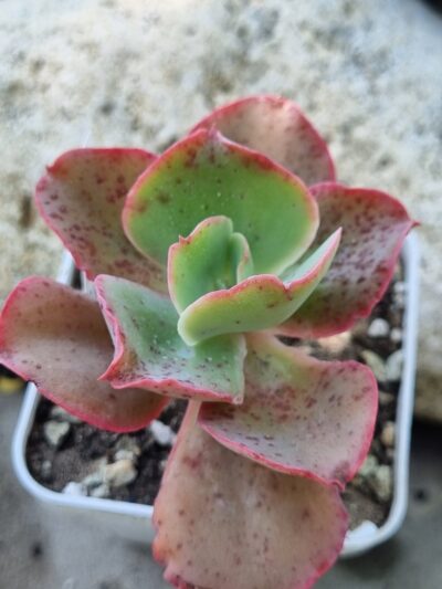 Echeveria Japan Moon River