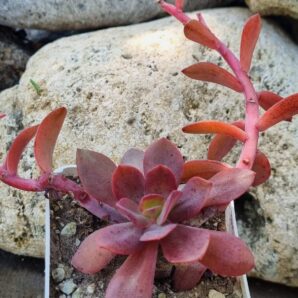 Echeveria Hanaikada