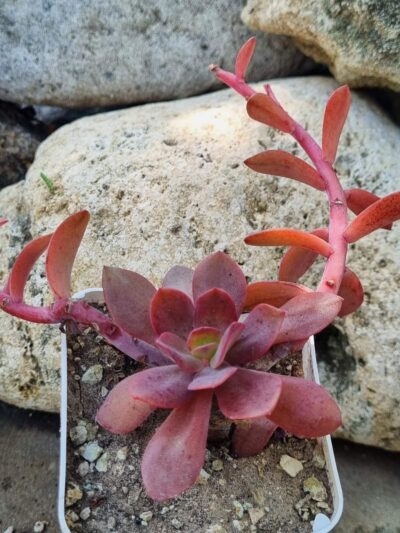 Echeveria Hanaikada